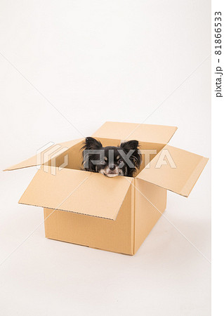 段ボールに入った黒いロングコートチワワ 81866533