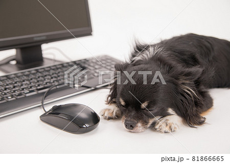 デスクトップ型パソコンの前でふせる黒いロングコートチワワ 81866665