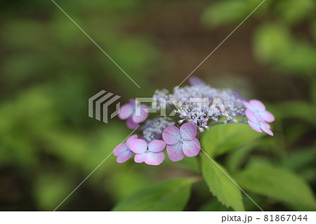ガクアジサイの花 ガクアジサイの花 81867044