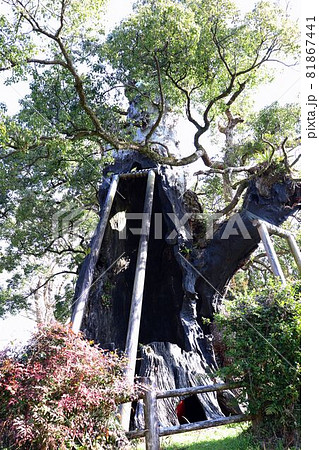 旗山神社の大楠 旗山神社の大楠 81867441