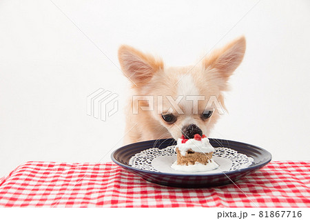 ケーキを美味しそうに食べるロングコートチワワの子犬 ケーキを美味しそうに食べるロングコートチワワの子犬 81867716
