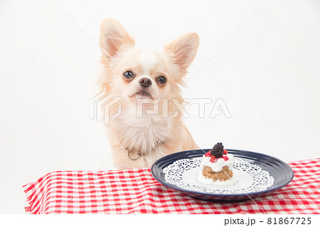 カップケーキを目の前に飼い主の指示を待つクリーム色のロングコートチワワ 81867725