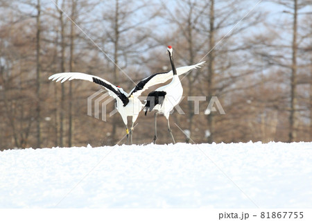 タンチョウの求愛ダンス 81867755