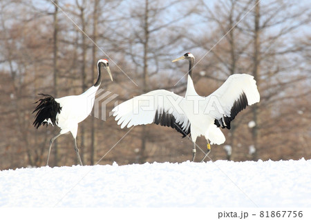 タンチョウの求愛ダンス 81867756
