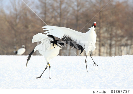 タンチョウの求愛ダンス 81867757