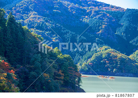 神流湖　湖畔　金毘羅橋からの景色　秋の風景　紅葉の季節　　 81867807