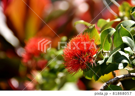 ハワイの休日 81868057