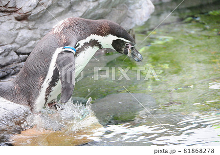飛び込もうとするペンギン 81868278