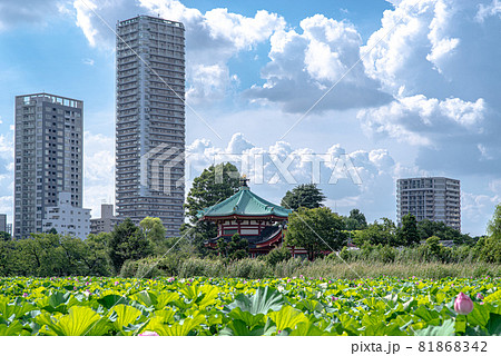 真夏の不忍池 81868342