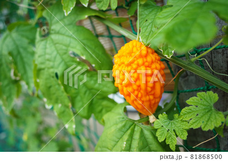 オレンジ色になった小さなゴーヤ オレンジ色になった小さなゴーヤ 81868500