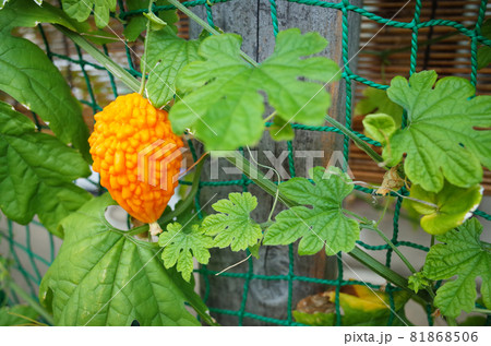 オレンジ色になった小さなゴーヤ オレンジ色になった小さなゴーヤ 81868506