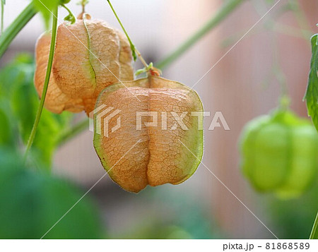 フウセンカズラの実のアップ フウセンカズラの実のアップ 81868589