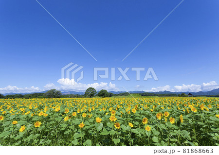 ひまわりのある風景 81868663
