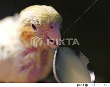 インコ オウム いんこ 81868849