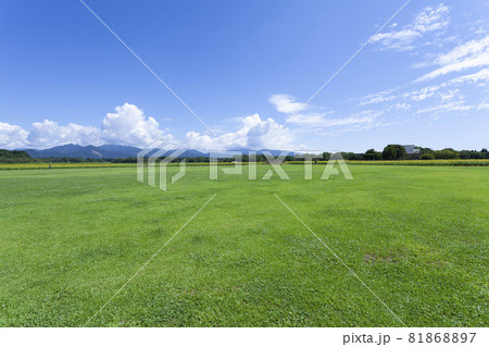芝生と向日葵の風景 芝生と向日葵の風景 81868897