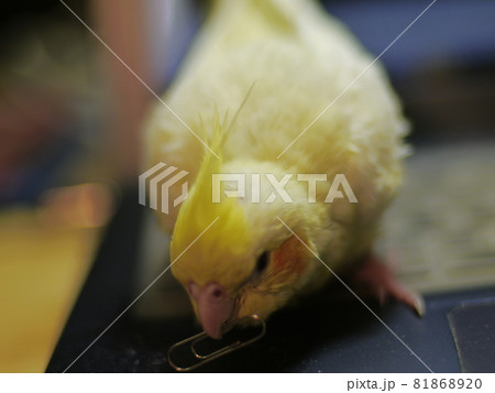 インコ オウム いんこ 81868920