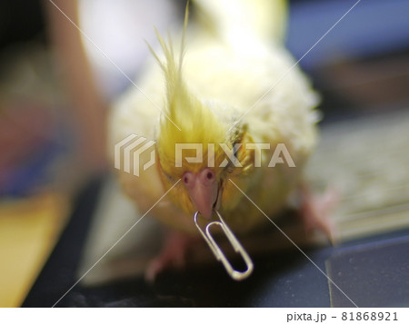 雛 ヒヨコ 若鳥 81868921
