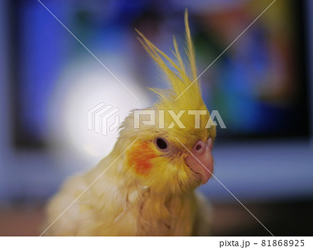 インコ オウム いんこ 81868925