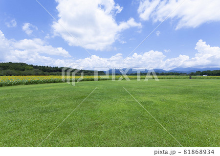 芝生と向日葵の風景 81868934
