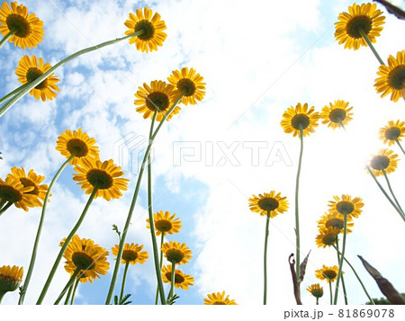 下から見上げたルドベキアの花 下から見上げたルドベキアの花 81869078