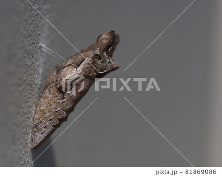 ナミアゲハのサナギのアップ 81869086