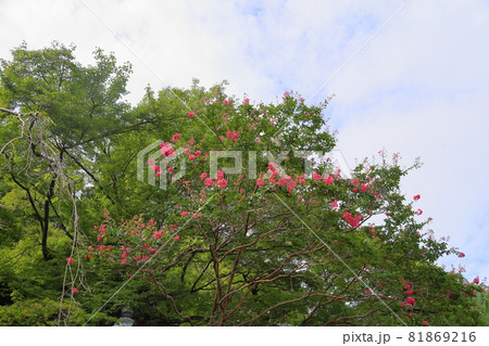 サルスベリの花 81869216