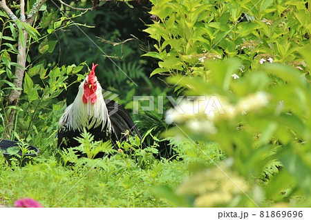 庭園にいるニワトリ ラスボス感 庭園にいるニワトリ ラスボス感 81869696
