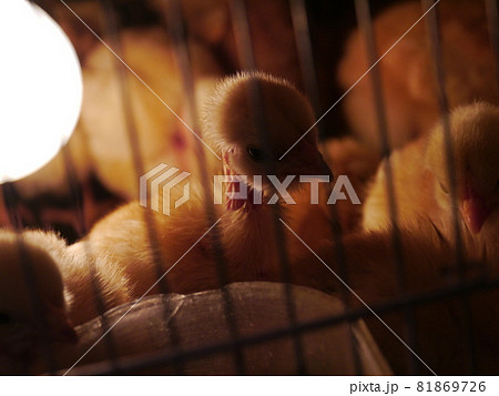 ヒナ ひよこ 雛 81869726