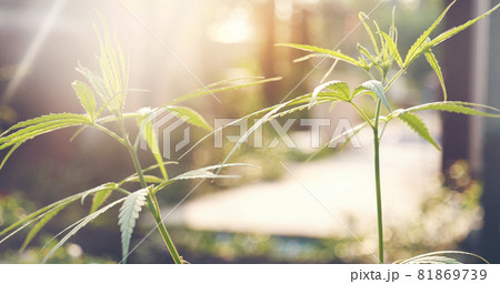 Green Marijuana tree cannabis plant narcotic herbal in greenhouse. Hemp leaf made cannabis crude oil medicine farm on sun light. CBC, THC herb agriculture Weed leaf Drug, medicine healthcare concept 81869739