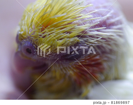 インコ オウム いんこ 81869897