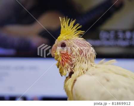 インコ オウム いんこ 81869912