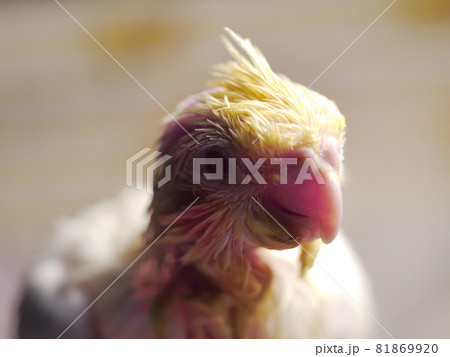 インコ オウム いんこ 81869920