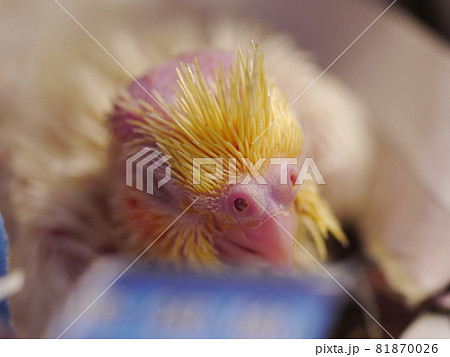 インコ オウム いんこ 81870026