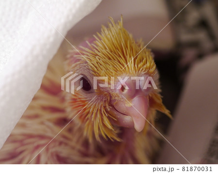 インコ オウム いんこ 81870031