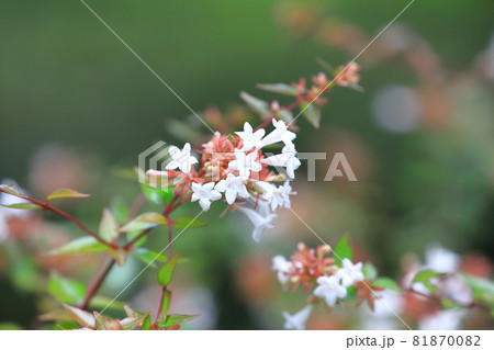 花園衝羽根空木（はなぞのつくばねうつぎ）or アベリア  81870082