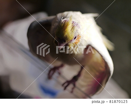 インコ オウム いんこ 81870125