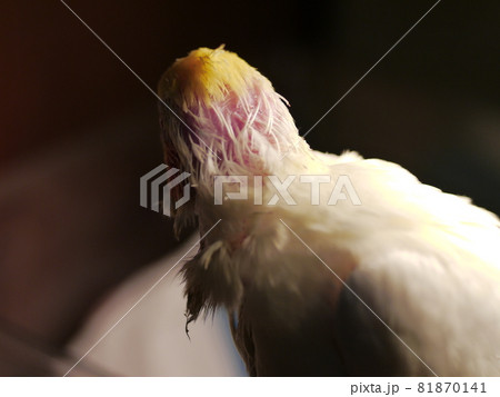インコ オウム いんこ 81870141