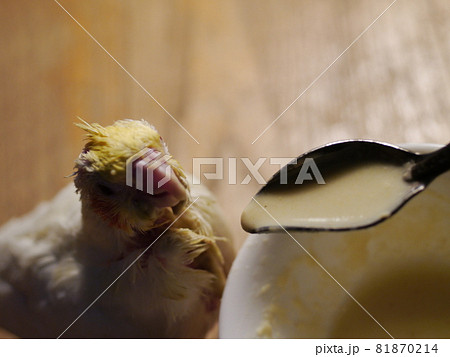 雛 ヒヨコ 若鳥 81870214