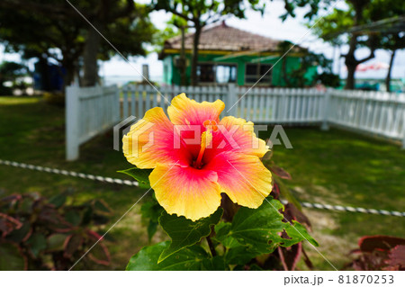 hibiscus in japan 81870253