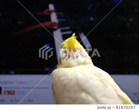 雛 ヒヨコ 若鳥 81870267