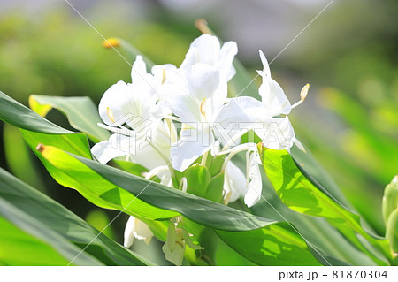 花縮砂（ハナシュクシャ）　 ジンジャーの花 81870304