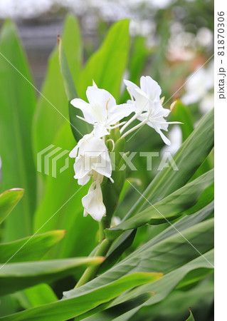 花縮砂 ハナシュクシャ ジンジャーの花の写真素材 花縮砂 ハナシュクシャ ジンジャーの花の写真素材