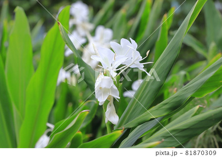 花縮砂 ハナシュクシャ ジンジャーの花の写真素材
