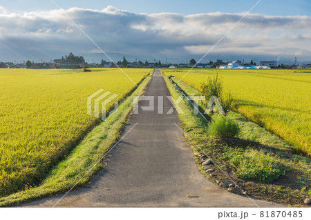 【朝景色】一本道と水田【松本市島内】 81870485