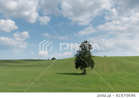 1本の木 1本の木 81870696
