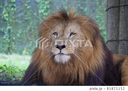 百獣の王　ライオン 81871152