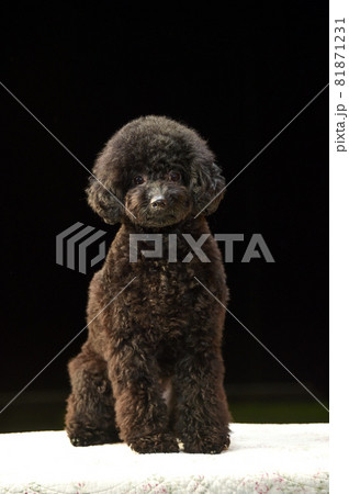 トイプードルのシンプルなスタジオポートレート トイプードルのシンプルなスタジオポートレート 81871231