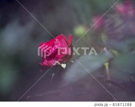 東京 神代植物公園 薔薇の赤い世界【花・植物】 東京 神代植物公園 薔薇の赤い世界【花・植物】 81871288