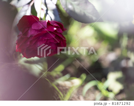 東京 神代植物公園 薔薇の赤い世界【花・植物】 東京 神代植物公園 薔薇の赤い世界【花・植物】 81871292