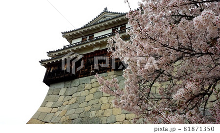 愛媛県松山市の松山城で咲く桜と天守閣【4月】 81871350